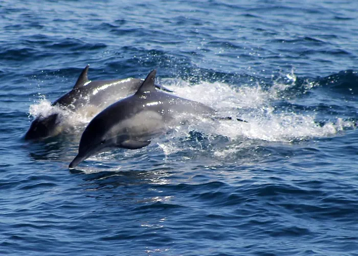 Strandnahes Hibiscus Mit Privatem Pool By Interhome *